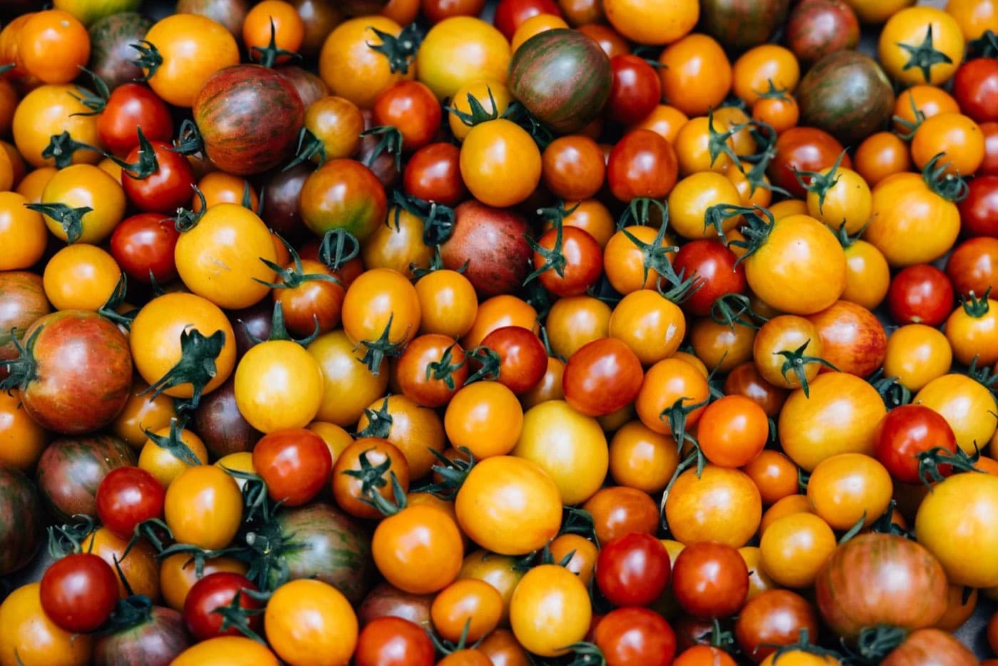 A crate of red, orange and yellow heirloom cherry tomatoes